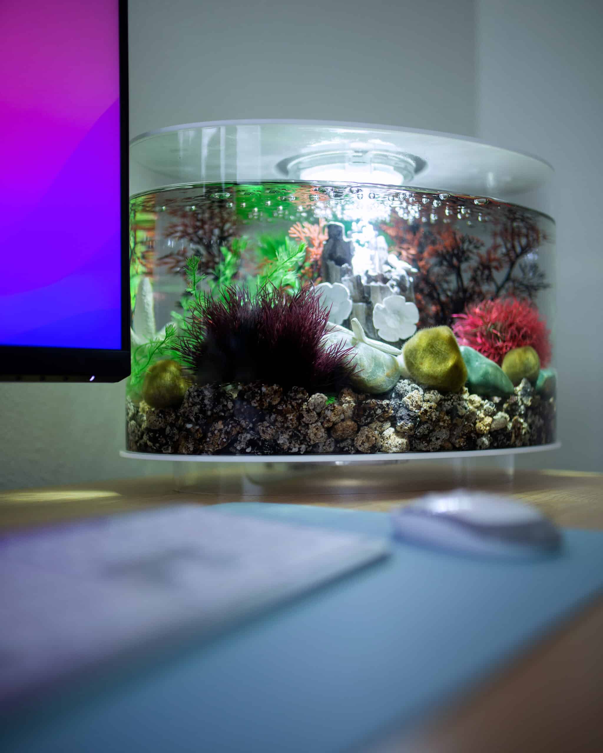 biOrb aquarium