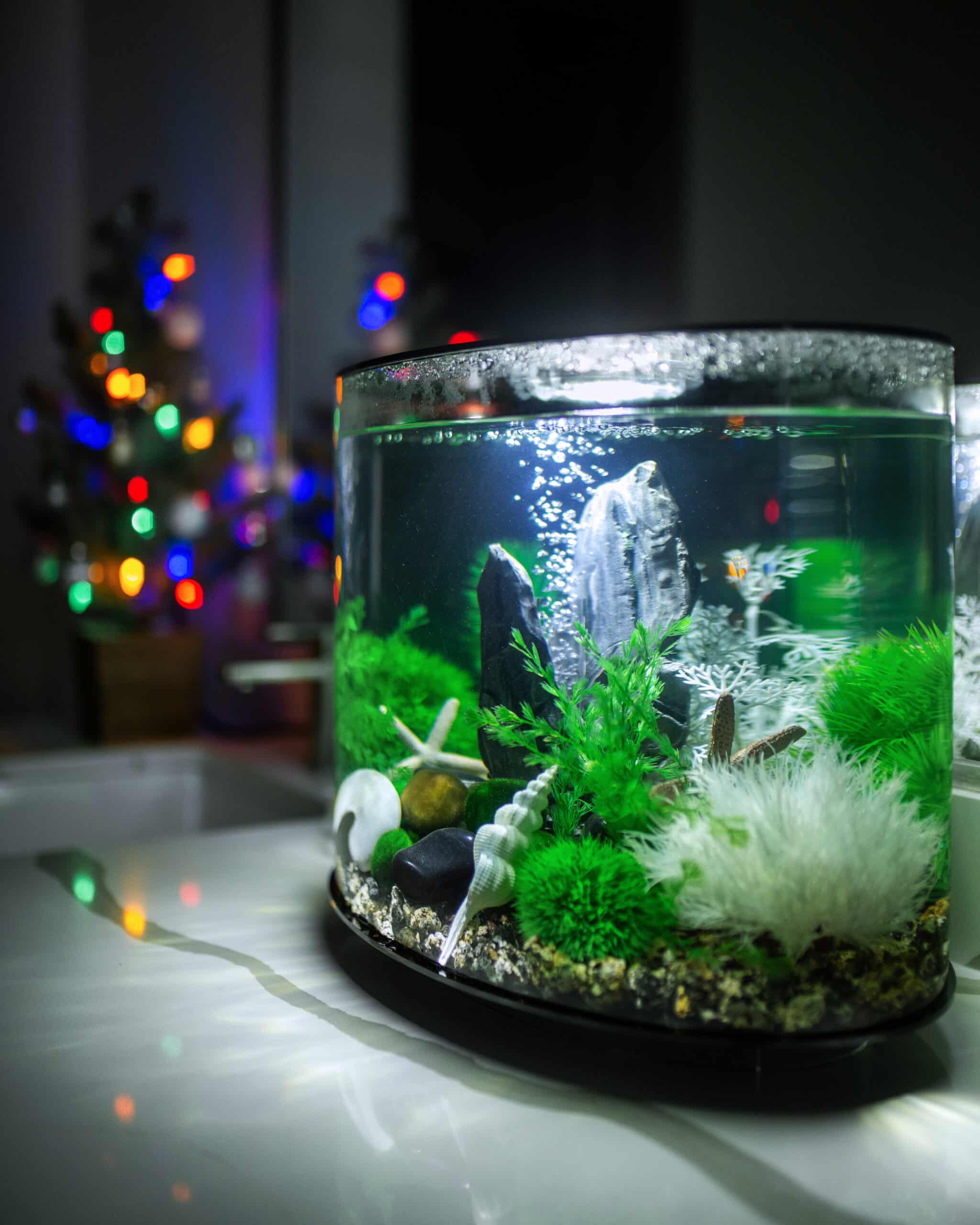 biOrb aquarium